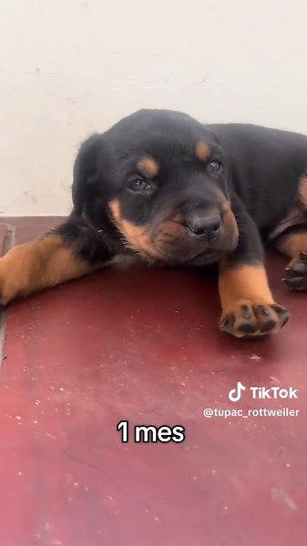 Todo sobre los Rottweilers: cachorros y razas