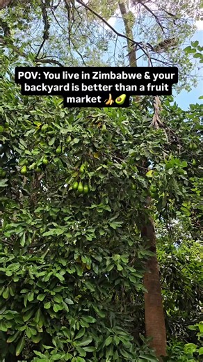 No caption #creatorsearchinsights #gardening #domesticfruits #bananas #zim