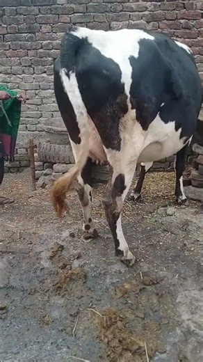 #animalfarming #cow #funnyanimals #bhojpuri #song #milkingmachinetamilnadu
