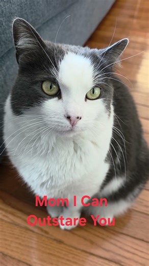 Can Your Cat Outstare You?