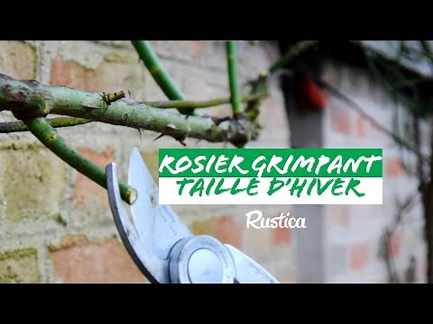 Pruning a climbing rose: when and how to do it?