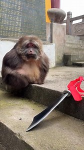 124K views · 3.3K reactions | 勞 Can You Believe in Friendship Between Humans and Monkeys? Watch XingXing’s Reaction! | XingXing Monkey | Facebook