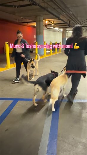 Kavan | LA/OC Obedience Dog Trainer on Instagram: "Doesn’t matter one dog two dogs or three They all start messy in different ways They all end the same way @k9_skool 😁 Mom in control Dogs listening Life gets easier Muro and Tasha were no exception When they first came in walking them was a chore Pulling every direction Mom felt like she was water skiing behind two dogs Fast forward four lessons Different picture Mom is calm Dogs are synced Leash is guidance not a fight You can tell mom rides h