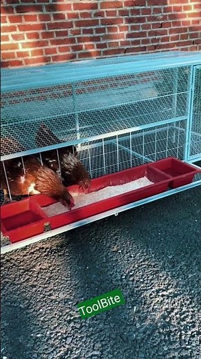 Top Quality Chicken Cage for 10–20 Birds | Poultry Farming Made Easy