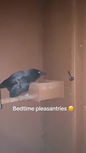 Bedtime pleasantries #crow #educationalambassador #americancrow #howareyou #bedtime #politeness