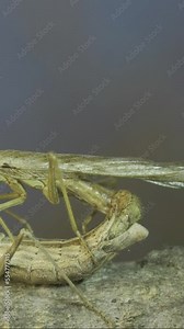 Vertical video, Close-up of mating process of praying mantises. Couple of praying mantis mating on tree branch. Crimean praying mantis (Ameles heldreichi)