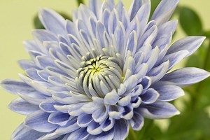 Genetic engineering creates an unnaturally blue flower