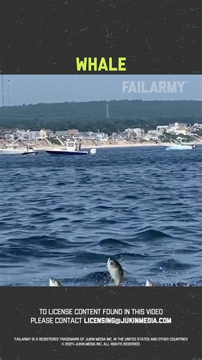 50K views · 167 reactions | Animal Interactions You Won't Believe! 﫣 | FailArmy | Facebook