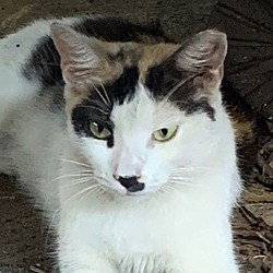 oakland park, FL - Calico. Meet Olivia a Pet for Adoption - AdoptaPet.com