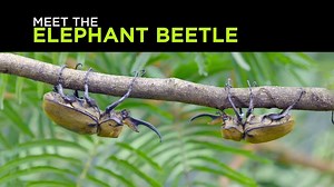 Meet the tiniest elephant in the world. The elephant beetle that is! | Discovery