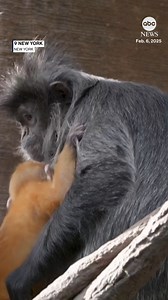 A new resident is monkeying around at New York's Bronx Zoo. The zoo announced that a male baby silvered langur is now on exhibit. He joined a group of adults of the same species — and brought a splash of bright orange to the depths of winter. Silvered langurs are born with orange coats that turn gray within three to five months. The little langur was born in November at the zoo and hasn't been named yet. https://abcnews.visitlink.me/kE2SuW | ABC News
