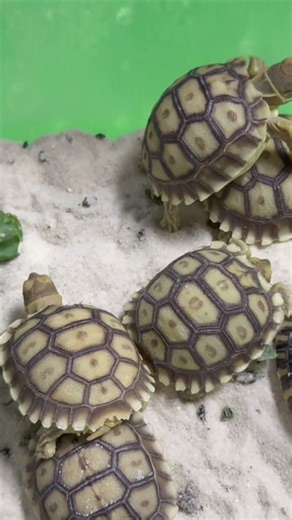 Baby Sulcata Tortoises Wandering Around and Playing #animals #cute #tortoise #turtle #animallife