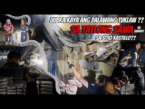 TATLONG SAWA (RETICULATED PYTHON) SA QUARRY NG SITIO KASTILLO ANG NAHULI #PrincessTuklaw #python