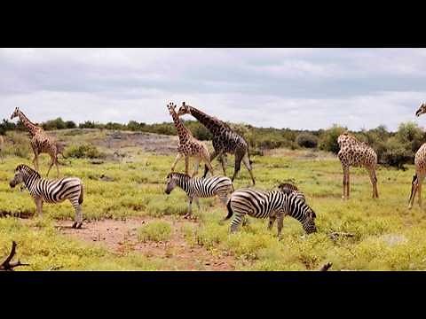 In a first zebra cams reveal herds on the move Zebra Cams Unveiling the Wild Alliance with Giraffes🦒