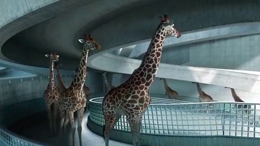High-Diving Giraffes (Animation) / Cube Creative