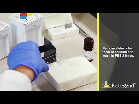 Immunofluorescence Tissue Staining