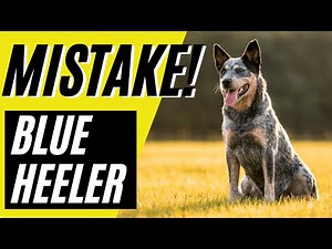 7 Blue Heeler Mistakes to AVOID | Australian Cattle Dog Mistakes