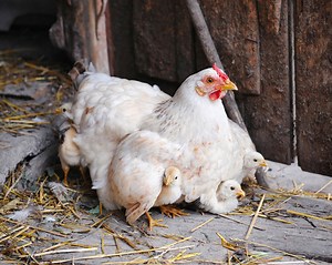 Watch a Mother Hen Enjoy a Meal With Her New Chicks [Video] - Cackle Hatchery