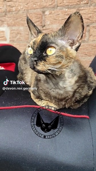 Devon Rex Germany NRW on TikTok