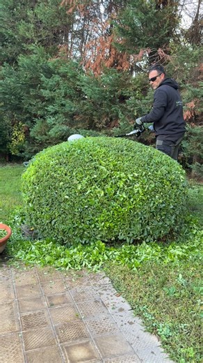 Filippo Samperi on Instagram: "#adv Batteria dentro 🔋 Cespuglio di Pitosporo sotto controllo 🌿 Tosasiepi HTX 5300-LA Pro X @egopowerpluseu #giardiniereprofessionista #giardinaggio #gardening #gardentools"
