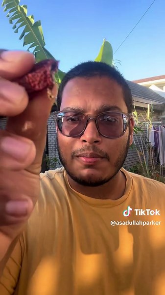 Sour Figs: Growing and Benefits of the Ice Plant