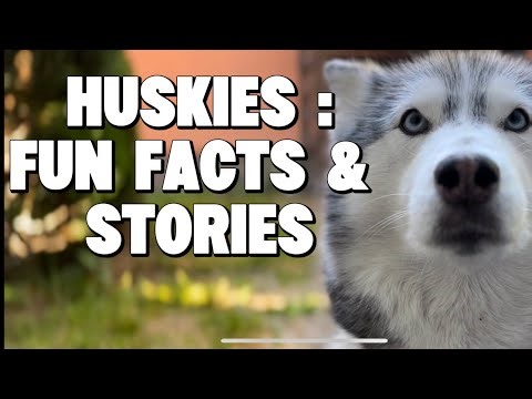 Talking Huskies: Fun Facts, Personality