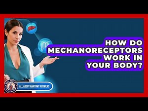 How Do Mechanoreceptors Work In Your Body? - All About Anatomy Answers