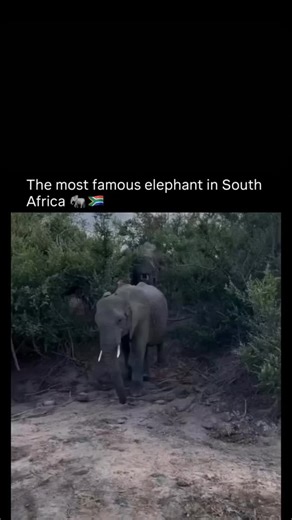 Sahir Ali on Instagram: "Follow (US) _elite_entrepreneurto learn something new every day This is one of the most well-known elephants in Kruger National Park, not because of size or aggression, but because of resilience. She was born with a small hole in her trunk, a rare congenital condition rather than an injury, and when she breathes you can actually hear air moving through it. The trunk is an elephant's most vital tool, used for breathing, feeding, drinking, and communication, so a defect li