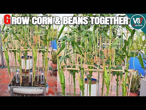 How to Grow Corn and Long Beans in One Container | Easy Gardening Tips