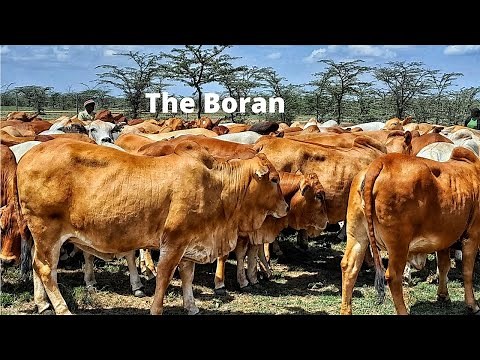 The Boran cattle God's meaty well adapted gift to Africa/Lucrative Ranch farm cattle