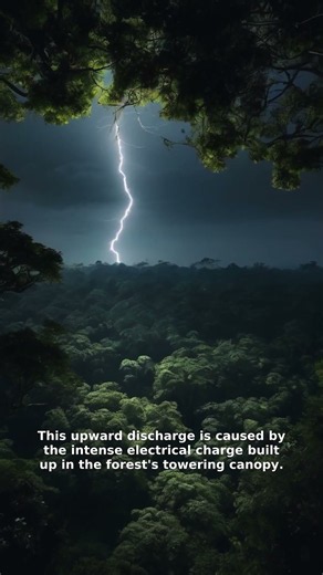 Rainforest Lightning: Nature's Hidden Storm