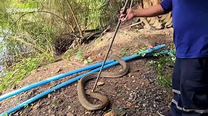 King cobra caught after snake battle with python in pond