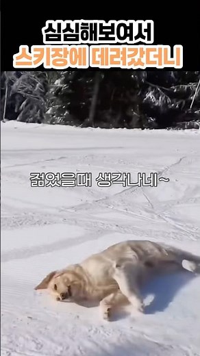 심심해보여서 스키장에 데려갔더니