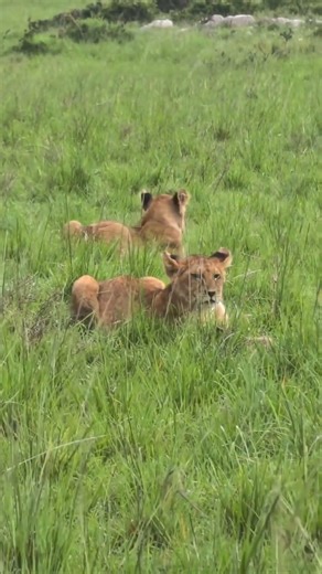 Fig Tree Cubs Love the Rain and Play Joyfully - Fig Tree Pride | Maasai Mara National Reserve, Kenya