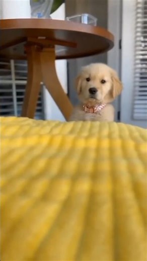 Funniest Dog Ever 😂🐾 Must Watch!