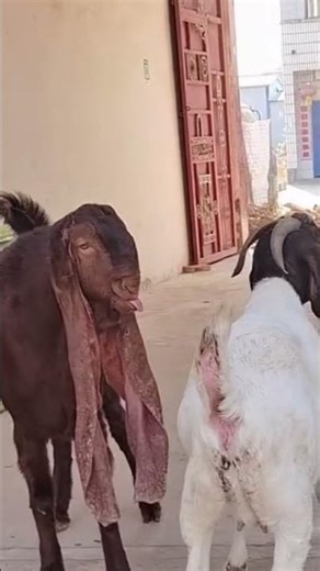 Baby Goats Playing – So Cute57
