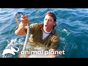 Steve Irwin Surfs with Snakes! | The Crocodile Hunter | Animal Planet