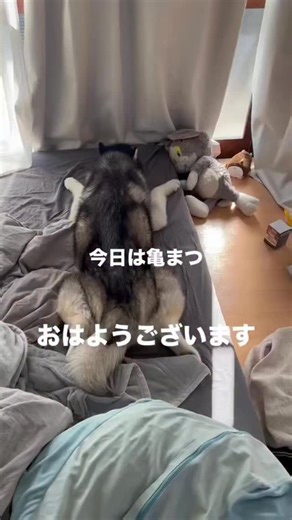 もえまつの森🌳 on Instagram: "キッチンのDIY 安くて簡単にできるのに今でもめちゃくちゃいい感じ‼️ 続きがもっと見たい方は TikTokに 毎日動画あげてます🎥 👉 @shoomatu0610 #田舎暮らし #ハスキー #diy #章末"