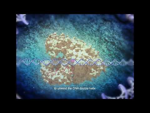 CRISPR-Cas Cpf1 (Cas12a) mechanism