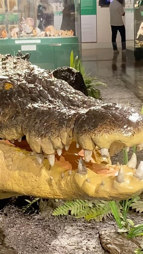 Lolong officially recognized by Guinness World Records as the largest crocodile in captivity #lolong