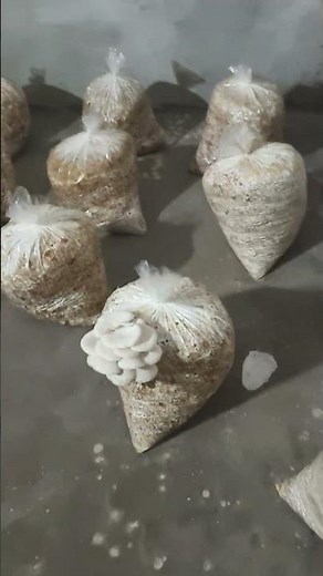 Mushroom Farming Kaise Kare 🍄 | कम खर्च में ज़्यादा मुनाफा | DNR AGRO Mushroom Farming Guide 2025