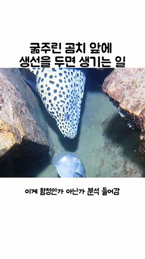 굶주린 곰치 앞에 생선을 두면 생기는 일
