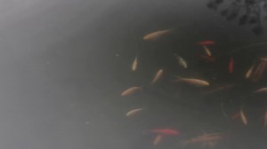 Keep your pond pristine with Blagdon’s liquid treatments! ...