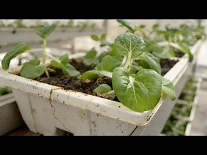 Farming Innovations in Singapore: Can We Grow Vegetables Vertically?
