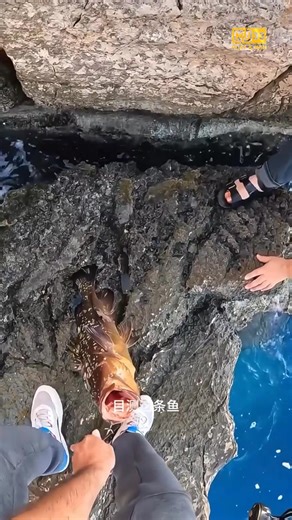 渔民把刚刚上钩的大鲣鱼挂在鱼钩上，成功钓到一条大石斑 👑MU33网上娱乐平台👑 【 诚信🔹 快速🔹 安全】 💰 幸运抽奖奖池高达 MYR33,000 ! 💰 真人美女与您游戏！ 💰 过年红包高达 MYR333 快来拿 ！ 注册&领取奖金 PM= https://tinyurl.com/cnymumu33 . . . . #户外钓鱼 #钓鱼人 #户外 #钓鱼 #海钓 #电影剪辑 #精彩片段 #电影 #fish #fishing #亚马逊雨林 #捕鱼 #养殖 #三农 #抓鱼 #石斑鱼 #fyp #fypシ #百家乐赢 #百家乐 #轮盘 #赌场 #云顶 #娱乐城 #slotsgames #casino #slots #onlinecasino #MU33 #malaysian #shorts #blackjack #roulette #Baccarat #Genting #Playtech #ALLBET #poker #Spadegaming #GamePlay #Ibcsport #mega888 #mega #pragmatic #pragmaticplay #918ki