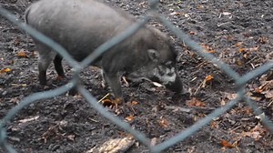 Unprecedented Video Shows Pigs Using Tools