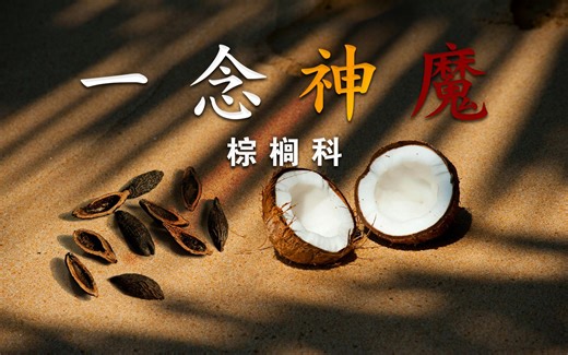 【棕榈科下】一念救生 一念杀生 一念加油 一念添蜡