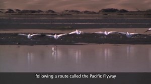 17 reactions | Every year, millions of birds migrate north and south following a route called the Pacific Flyway. The Pacific Flyway extends from Alaska in the north to Patagonia in South America. See their pit stop in central California, Morro Bay: https://oceantoday.noaa.gov/pacificflyway/ #WorldMigratoryBirdDay | National Ocean Service | Facebook