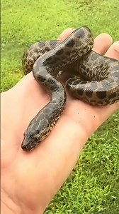 Before & after animal transformation #animaltransformation