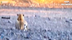 2.8K views · 16 reactions | Big Cat Powerful Become Prey Of The Giant Anaconda - Wild Animal Attacks | STAR NET | Facebook